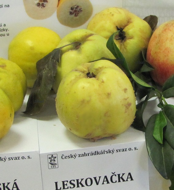 kdouloň Leskovačka