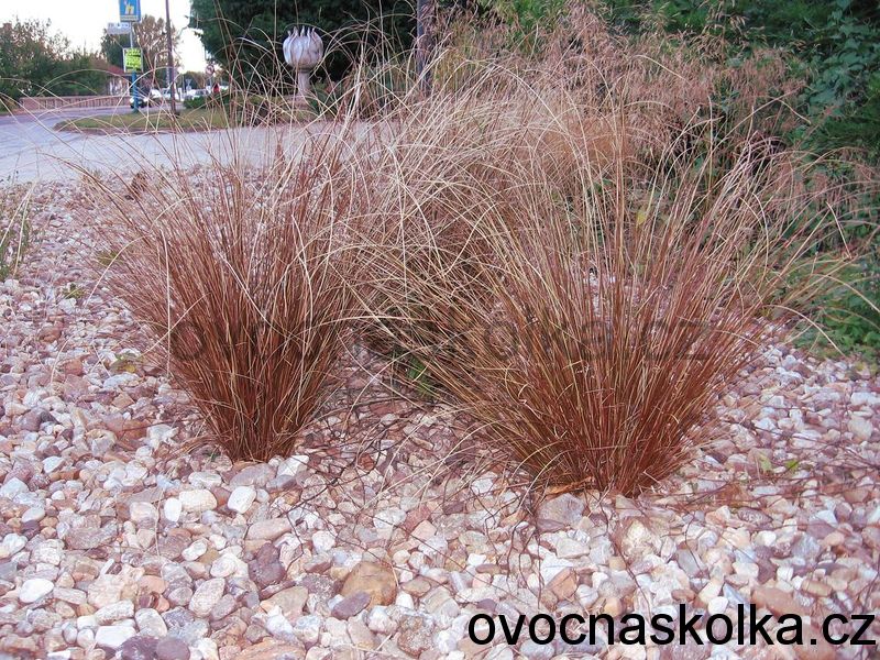 Carex buchananii