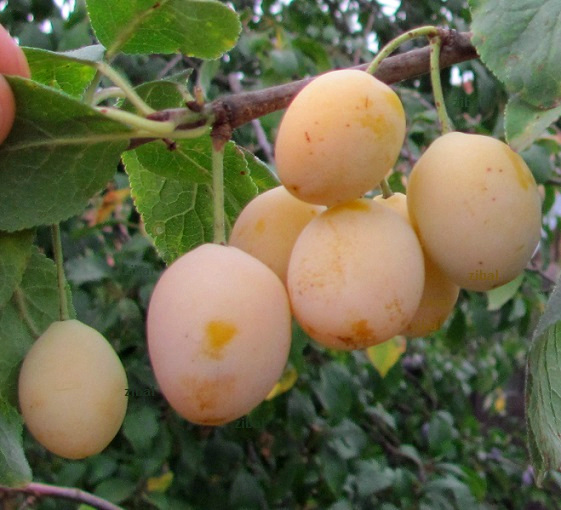 slivoň (švestka) Špendlík žlutý 