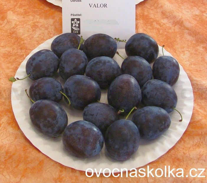 slivoň (švestka) Valor 