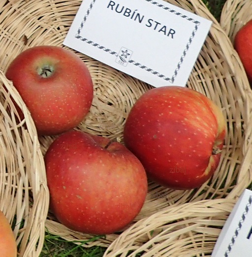 jabloň Rubinstar
