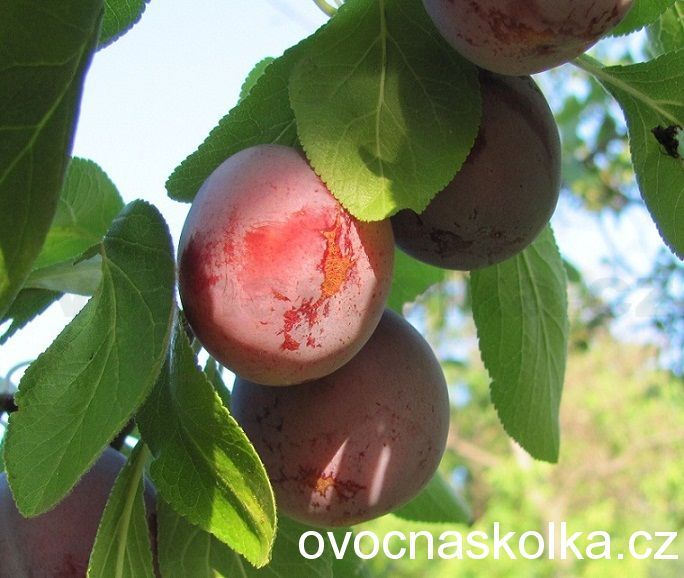 xslivoň (renklóda,slíva) Opal 