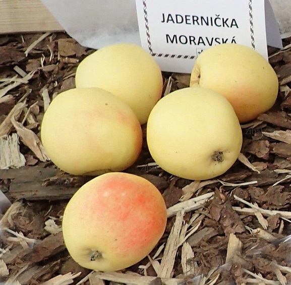 jabloň Jadernička moravská  vyšší tvar