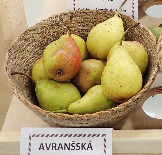 hrušeň Avranšská 
