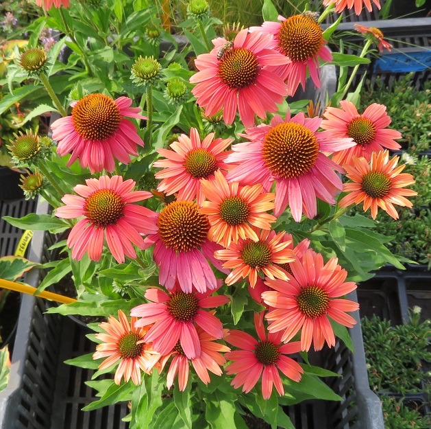 22 Echinacea purp.Sensation Coral