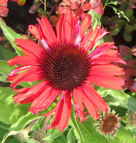 23 Echinacea Fountain Red