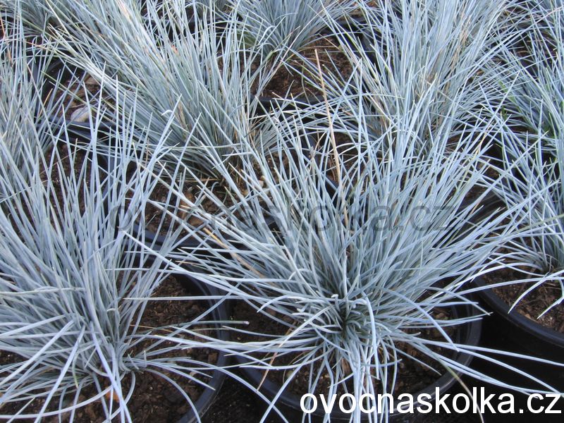 Festuca glauca 'Azurit'