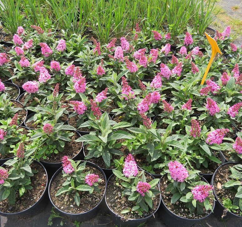07 Buddleja d.Little Pink