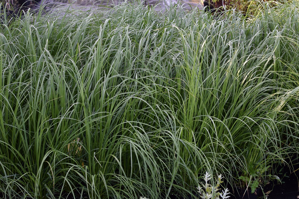 60 Cortaderia