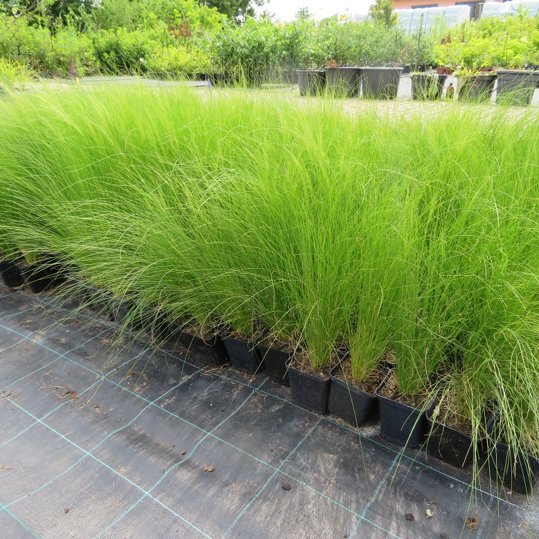 08 Stipa pony tails