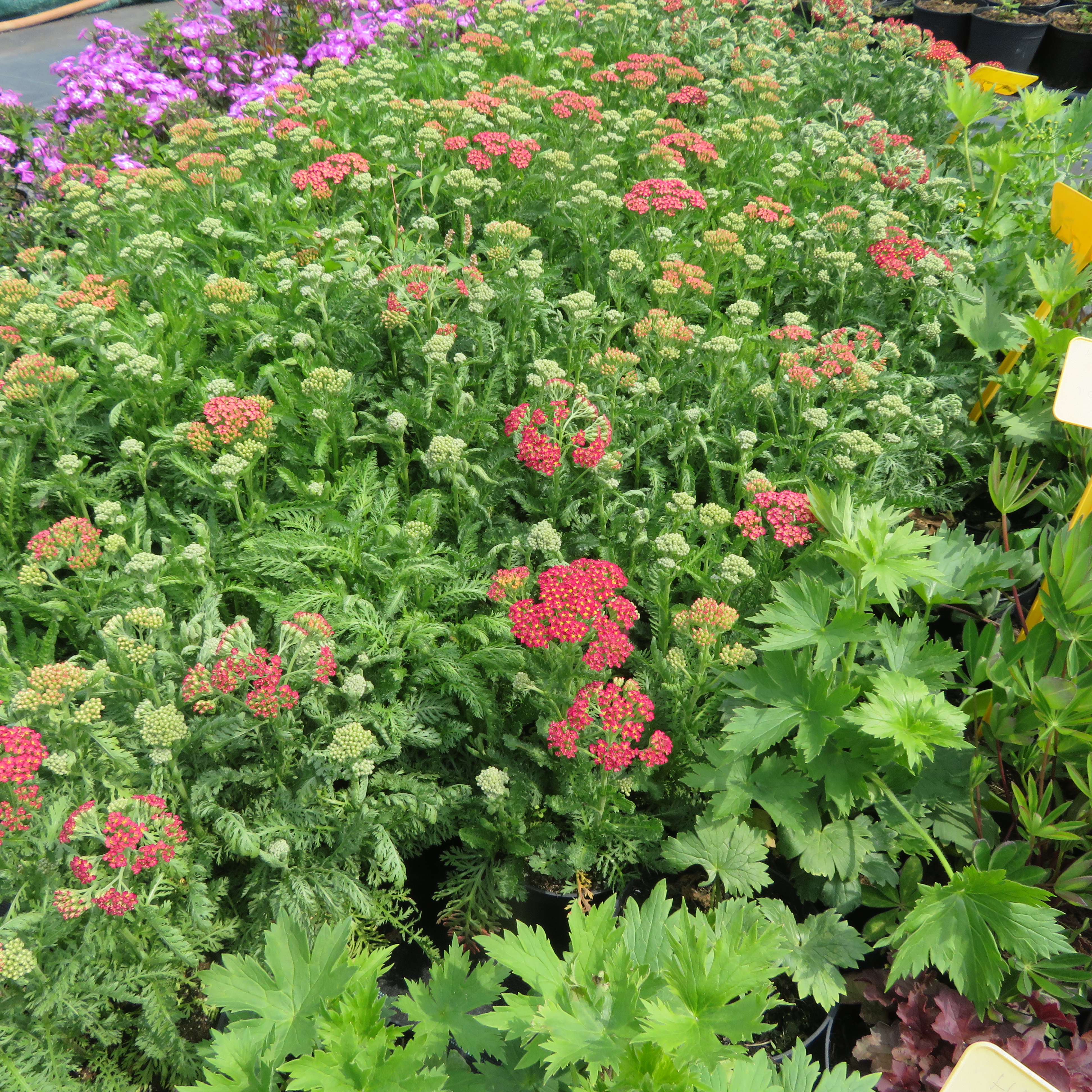 09 Achillea Milly Rock Cherry