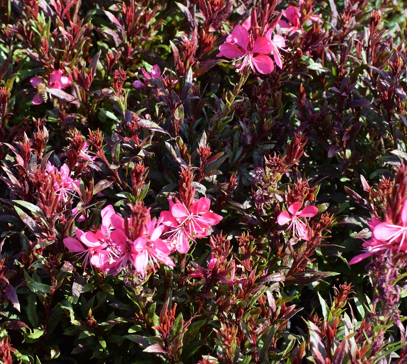 10 Gaura Gaudi Red