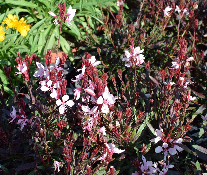 11 Gaura Gaudi Pink