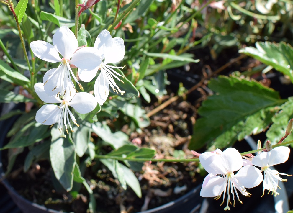 12 Gaura Gaudi Medium White