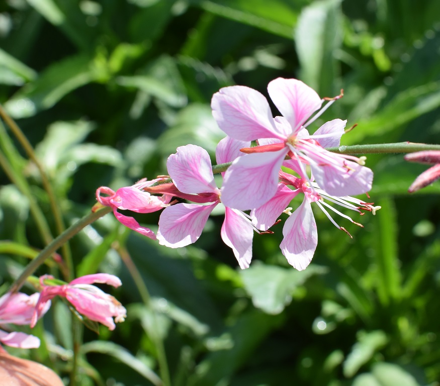 13 Gaura lind.Siskiyou