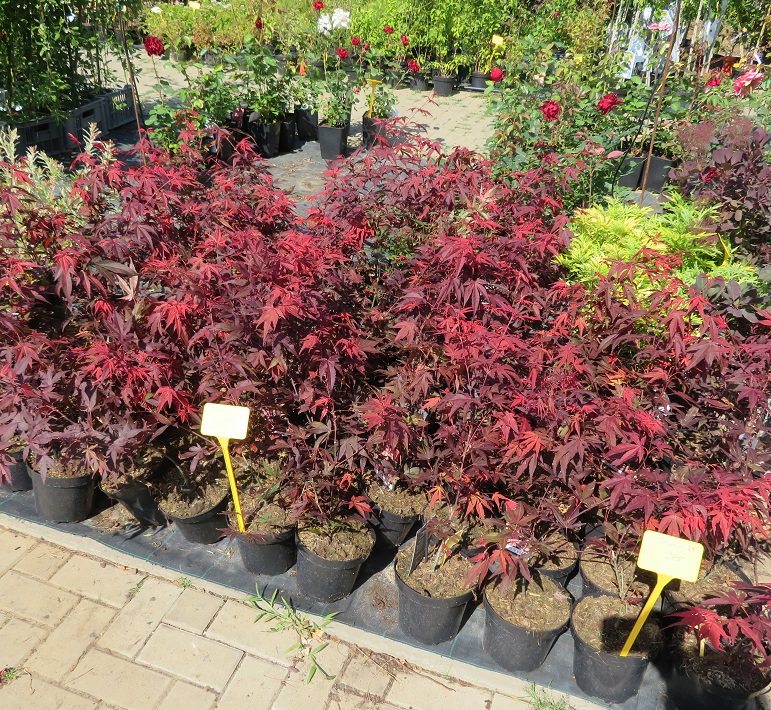 15 Acer palmatum atropurpureum
