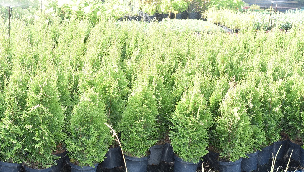 16 Thuja occ.Smaragd