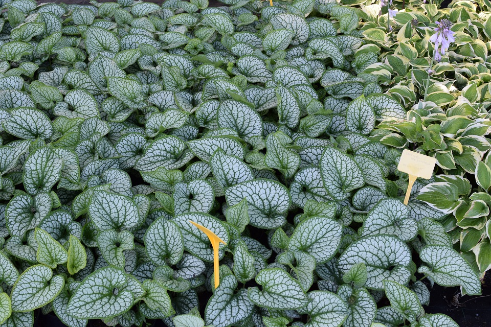 19 Brunnera m. Mega Heart