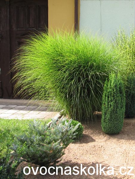 Miscanthus sinensis 'Gracillimus'