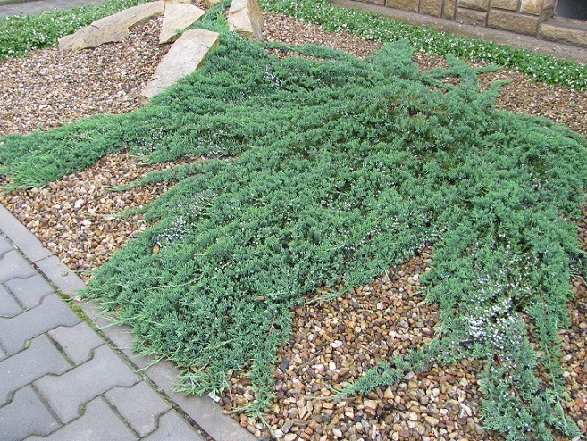 Juniperus horizontalis 'Wiltonii' 