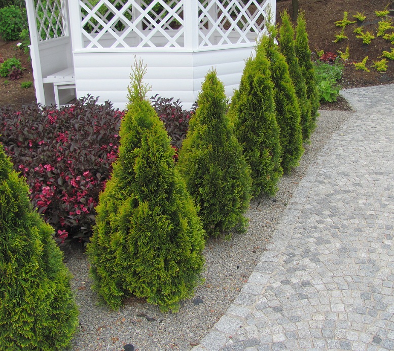 Thuja occidentalis 'Smaragd'