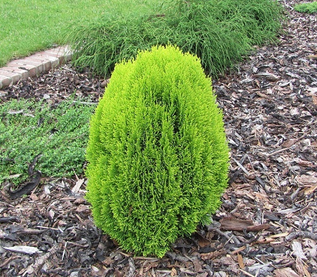 Thuja orientalis 'Aurea Nana' 
