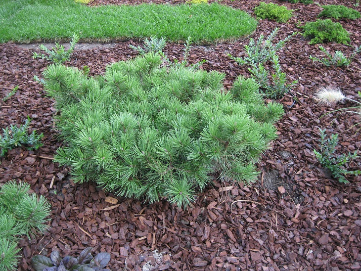Pinus mugo ssp. pumilio 