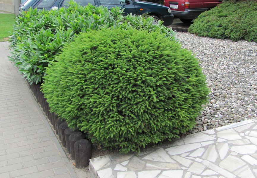 Picea abies 'Nidiformis'