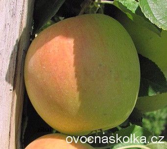 sloupovitá jabloň Moonlight