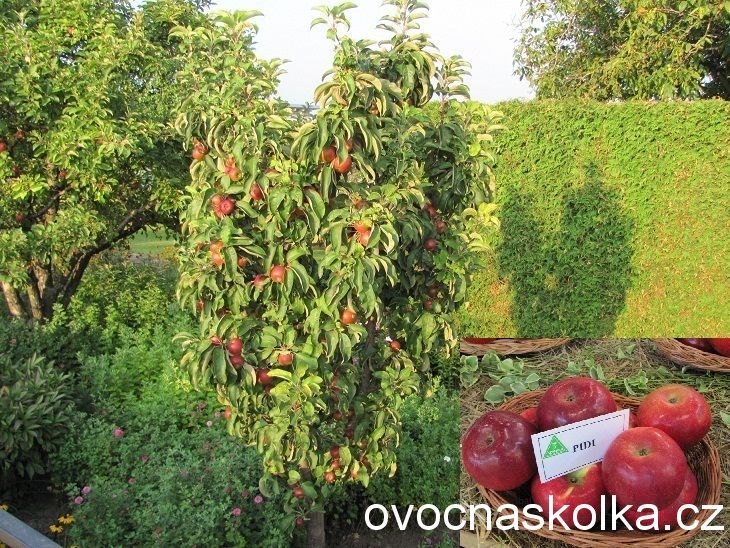 jabloň Pidi