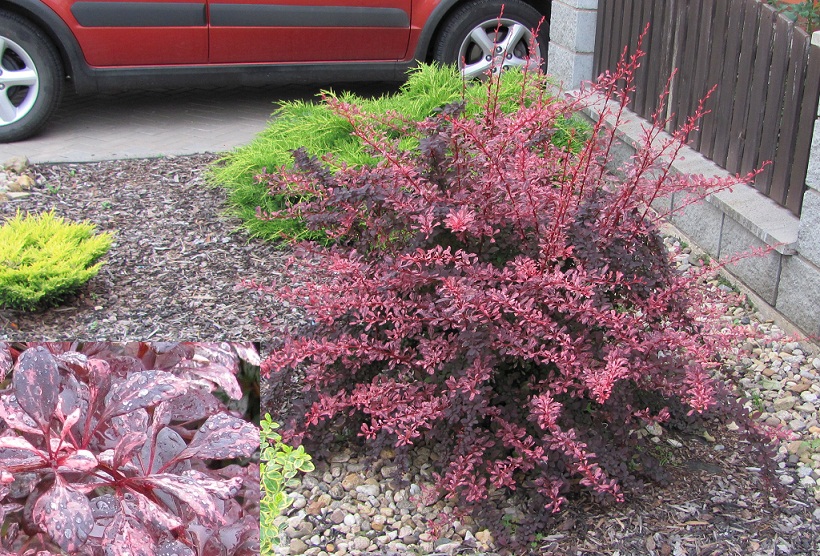 Berberis thunbergii 'Rose Glow'