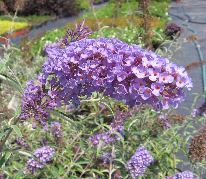Buddleja davidii sp.