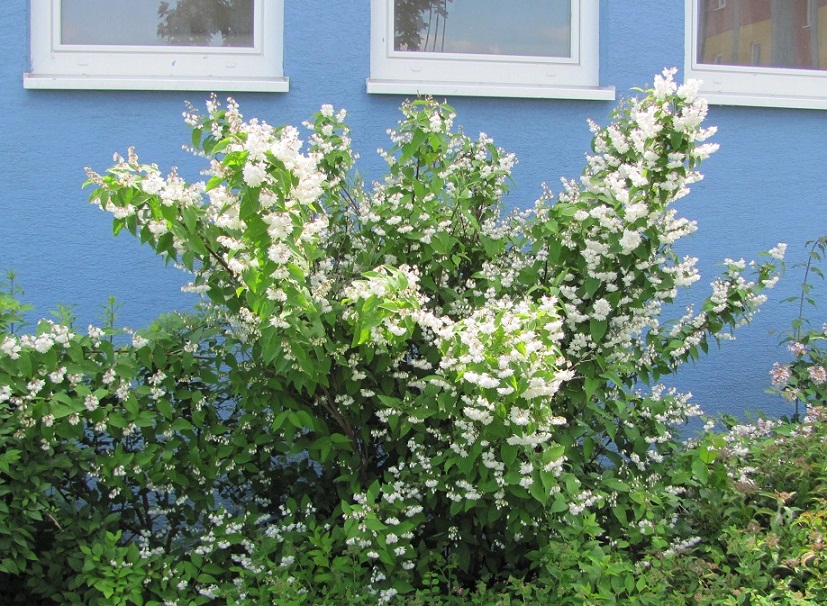 Deutzia gracilis