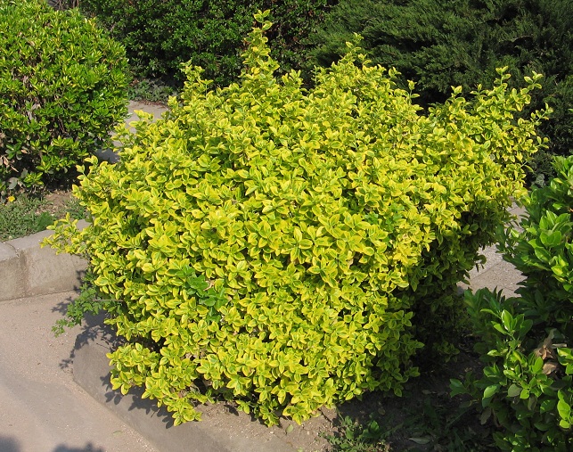 Euonymus fortunei 'Emerald'n Gold'