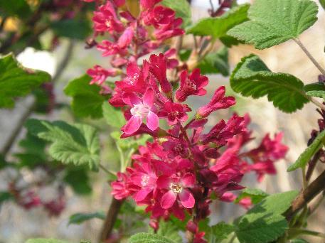Ribes sanguineum "King Edward VII."