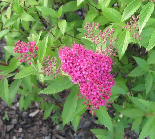 Spiraea bumalda "Anthony Waterer"