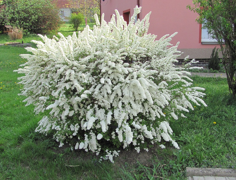 Spiraea cinera "Grefsheim"