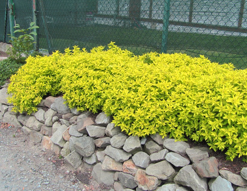 Spiraea japonica "Golden Princess"