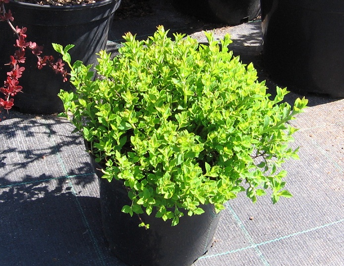 Spiraea japonica "Little Princess"