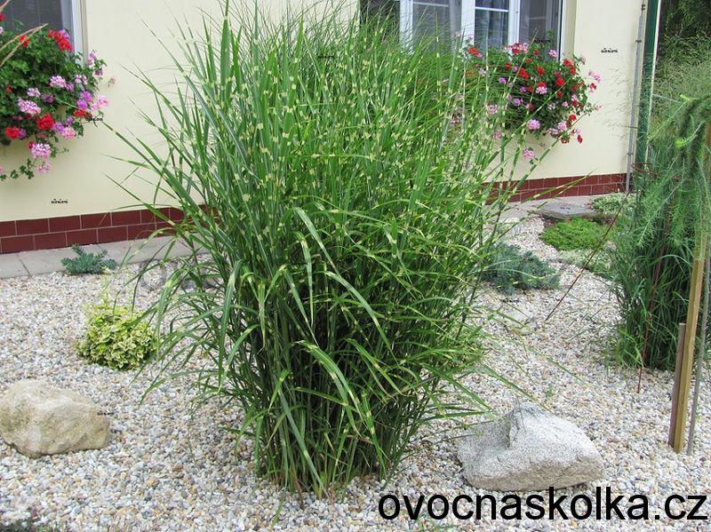 Miscanthus sinensis 'Zebrinus'