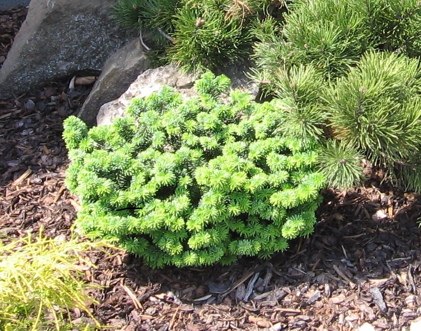 Abies balsamea 'Nana' 