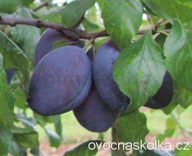 slivoň (švestka) Hamanova  