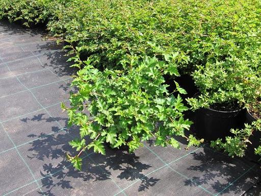 Stephanandra incisa "Crispa"
