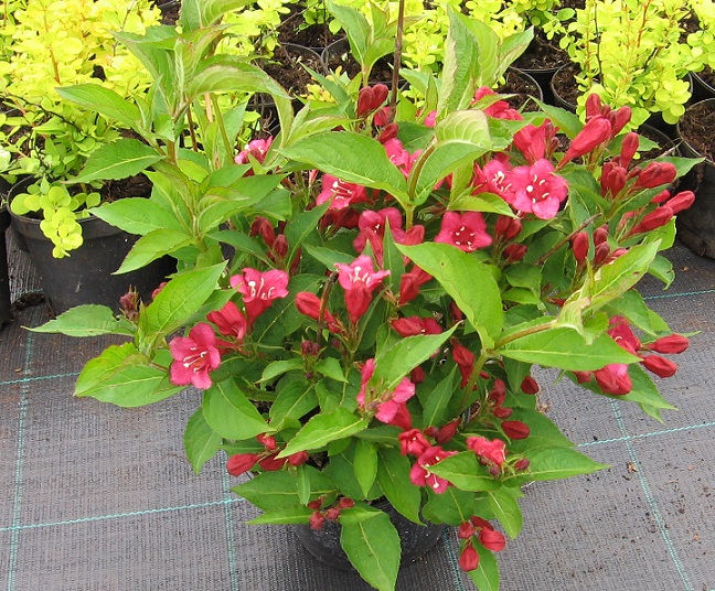 Weigela "Eva Rathke"