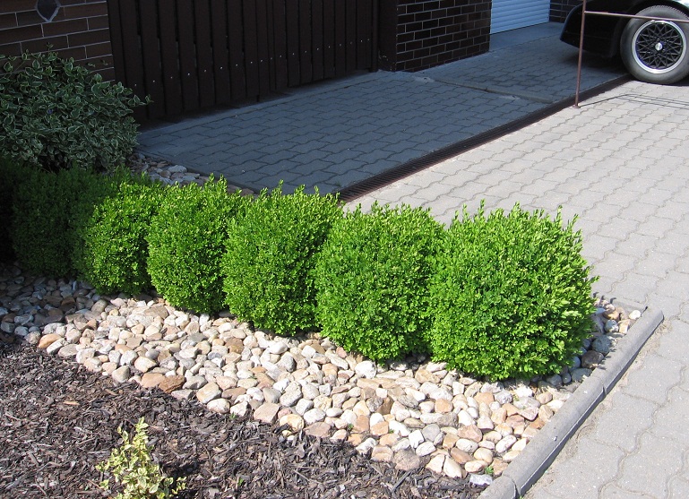 Buxus sempervirens
