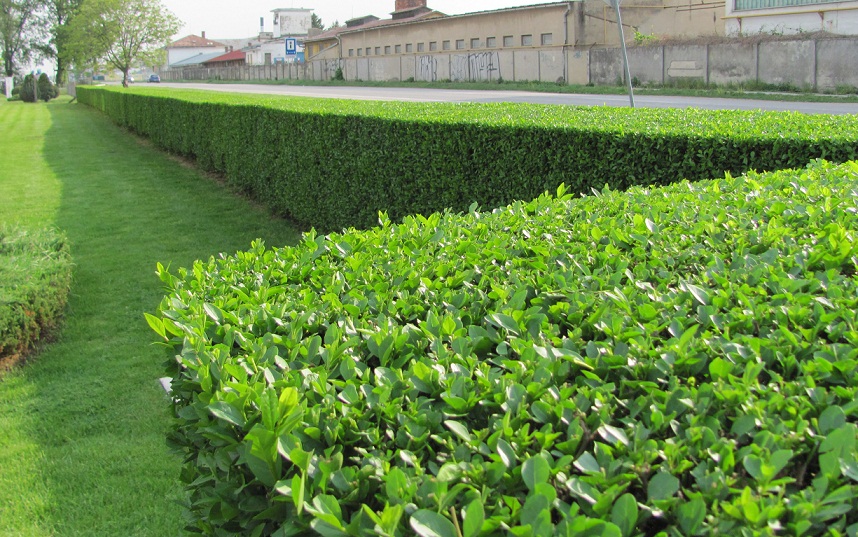 Ligustrum ovalifolium