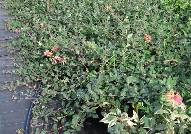 Lonicera periclymenum "Belgica"