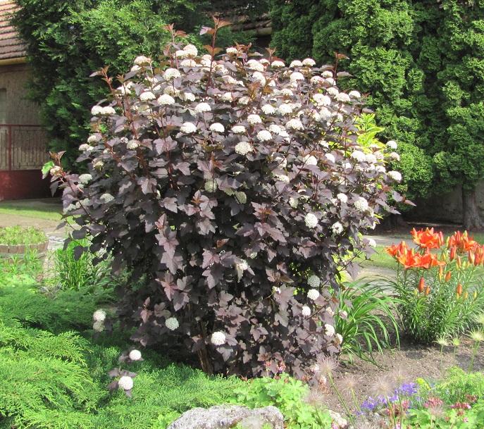 Physocarpus opulifolius 'Diabolo'