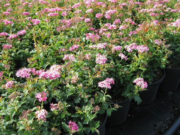 Spiraea japonica "Crispa"