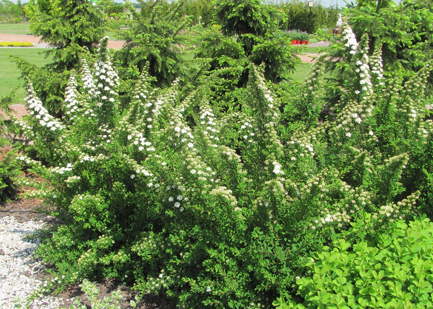 Spiraea nipponica "Snowmound"